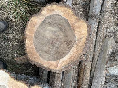 Bild 3:Nussbaumscheiben