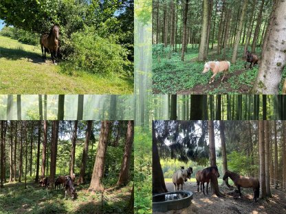 Bild 6:Pferde-Einstellplatz