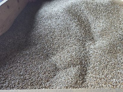 Bild 2:BIO Grünschnitt Roggen Ernte 2025