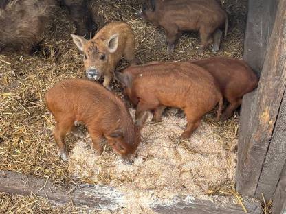 Bio Mangalitza Ferkel