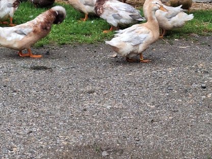 Bild 5:Verkaufe Sachsenenten und Pommerngänse