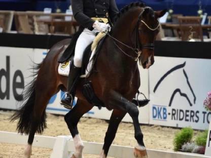 Bild 2:Grand Prix siegreicher Dressurhengst - Deckanzeige