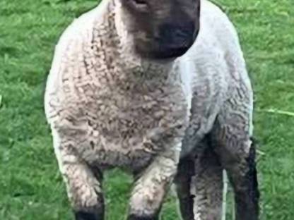Shropshire Schafe zu verkaufen