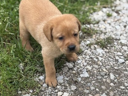 Bild 6:Labrador Welpen mit Ahnentafel