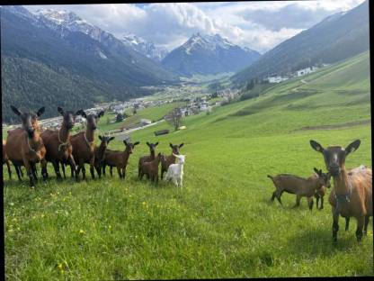 GGZ Zuchtziegen