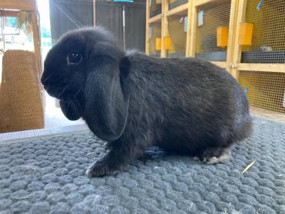 Zwerg Widder Kaninchen