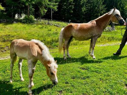 Bild 2:Tiroler Haflingerstute