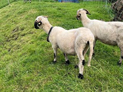 Bild 3:Walliser Schwarznasenschafe