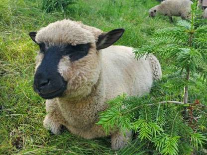 Junger Shropshire Schafbock