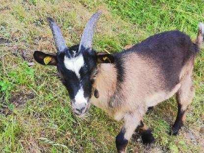 Passeirer Ziege mit Bockkitz