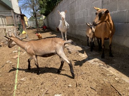 Bild 5:Mehrere Ziegen zu verkaufen