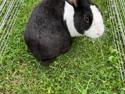 Kaninchen männlich