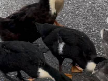 Bild 2:Pommernenten-Mixe