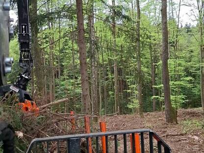 Holzschlägerungen