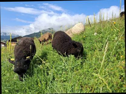 Bild 8:Quessantschafe