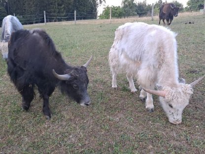 Yak-Stiere und Kalbin