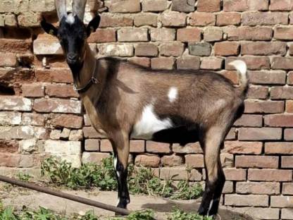 Steirische Scheckenziege BOCK gekört IIa