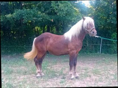 Bild 2:2-jährige Noriker Hengste