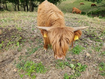 Hochlandrinder Stier