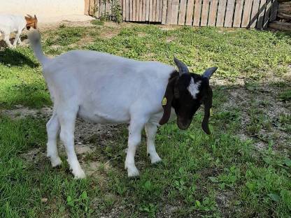 Bild 2:Bio-Burenziegenböcke aus HB-Betrieb