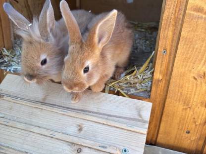 Zwergkaninchen abzugeben - 8 Wochen alt