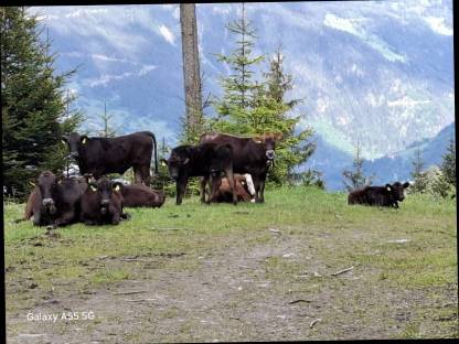 Wagyu und Fleckrinder in allen Altersklassen