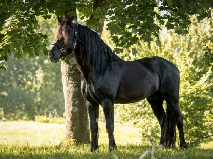 Bild 2:8-jähriger Reitpony Wallach 148 cm