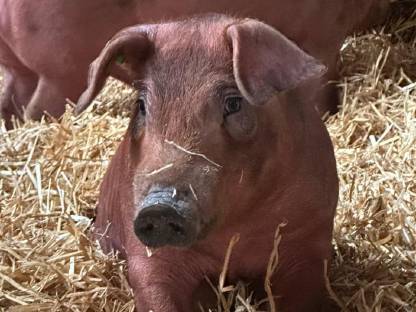 Bio Ferkel (idealerweise Duroc)