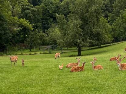 Verkaufe Sikawild aus BIO-Haltung