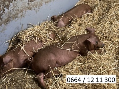 Bild 4:Duroc Ferkel