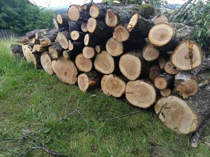 Kirschbaumholz zu vergeben