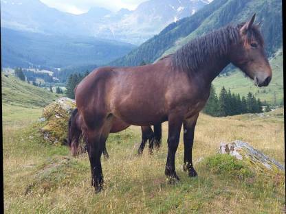 Bild 3:Noriker Zuchtstute, jährig