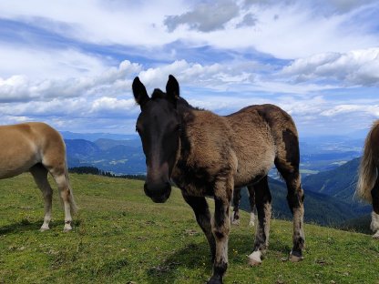 Bild 2:Noriker Hengstfohlen