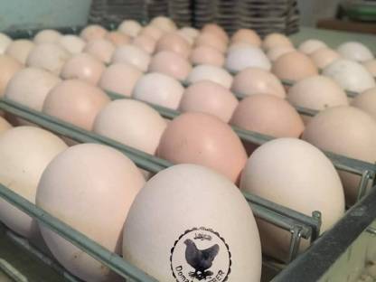 Bild 2:Sulmtaler Hühner und Bruteier