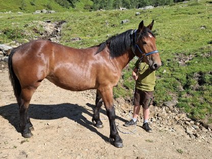 Bild 4:Noriker Stute ca. 1,5 Jahre