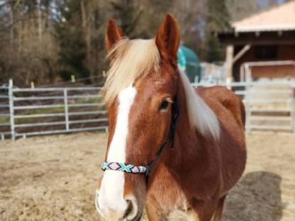 Bild 2:Noriker Wallach 2 Jahre