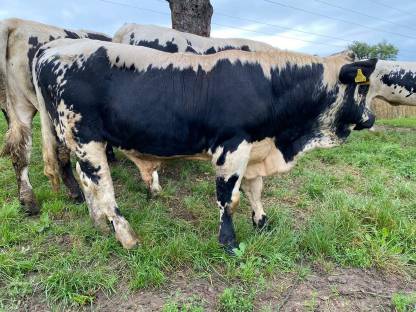 Bild 5:Pustertaler Sprinzen Stiere