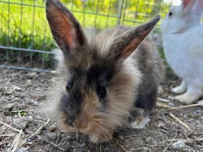 Bild 7:Zwergkaninchen abzugeben - 8 Wochen alt