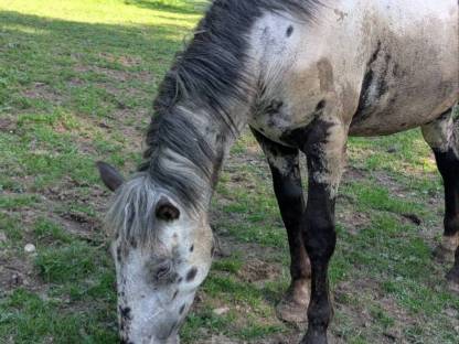 Bild 6:Noriker Stute und Jährling zu verkaufen