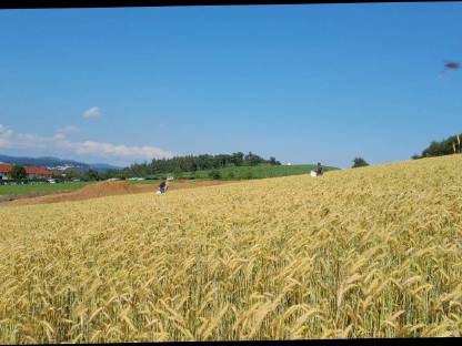 1 ha Triticale Stroh ab Feld