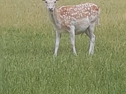 Bild 4:Verkaufen weißen Damhirsch