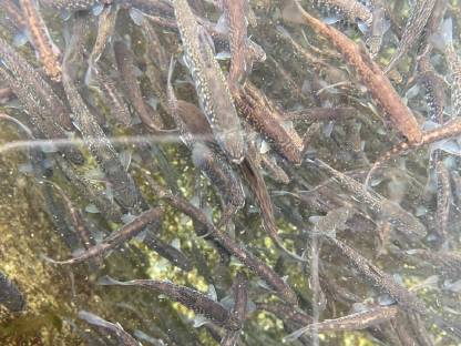 Bild 2:Saibling, Setzlinge, Elsässer Saibling, Besatzfische