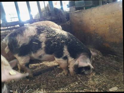 Bild 4:Kune Kune Schweine