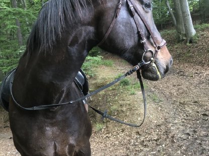 Bild 6:Wunderschönes Warmblut zu verkaufen