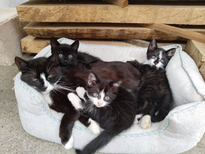 Bild 7:Katzenbabys