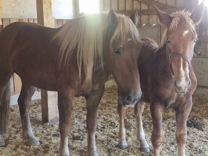 Bild 4:Wunderschöner Noriker Hengstjährling
