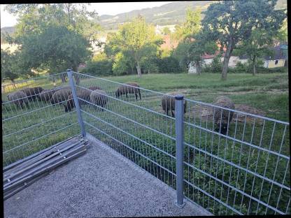 Schafscherer