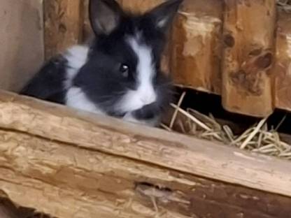 Bild 3:Löwenkopf, Dalmatiner Rex, Riesen