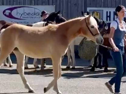 Haflinger Stutjährling