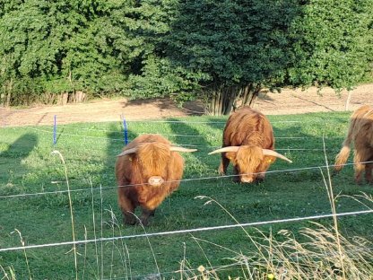 Hochlandrind Kuh mit Kalb zu verkaufen/auch als Schlachttier